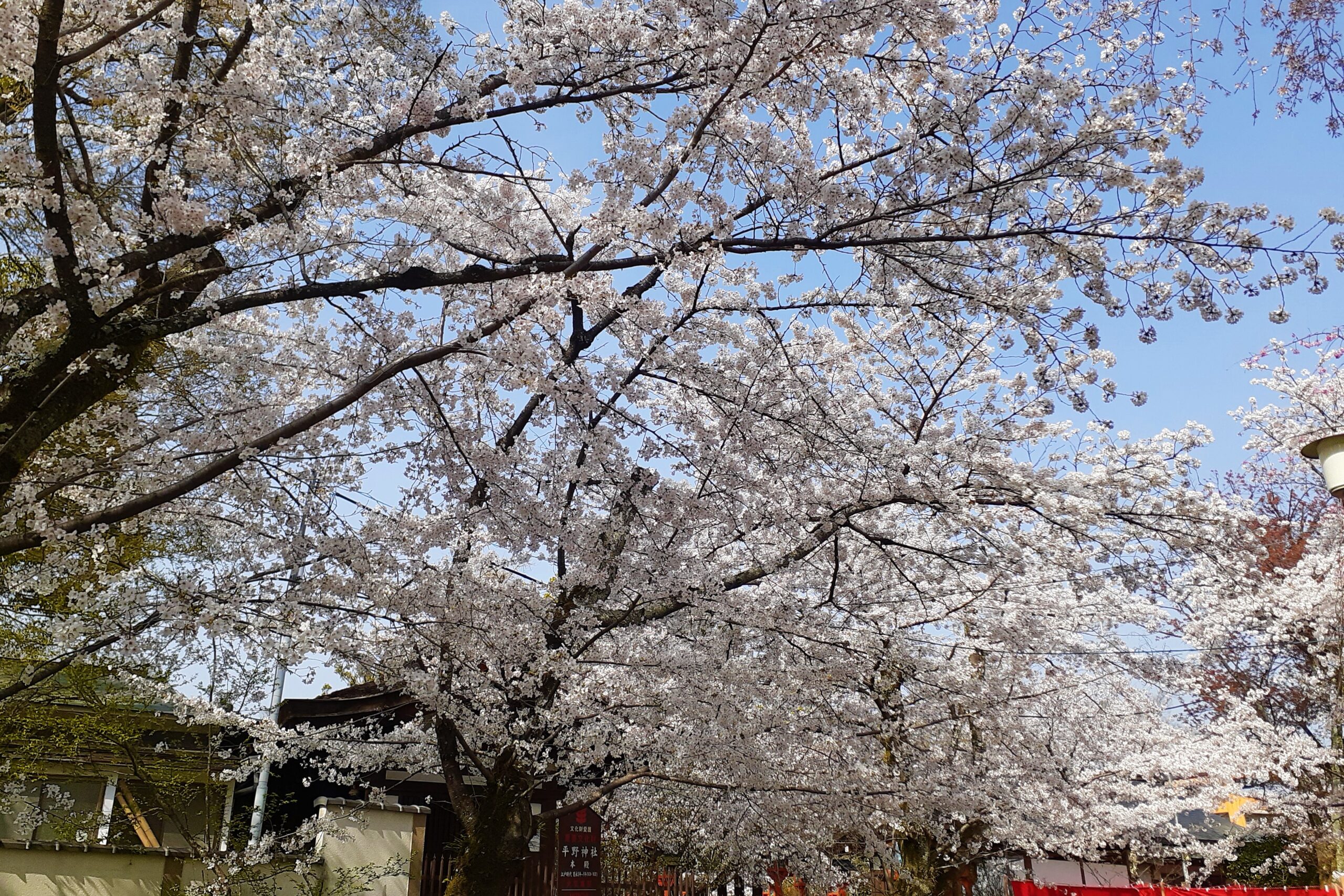 京都　平野神社　桜