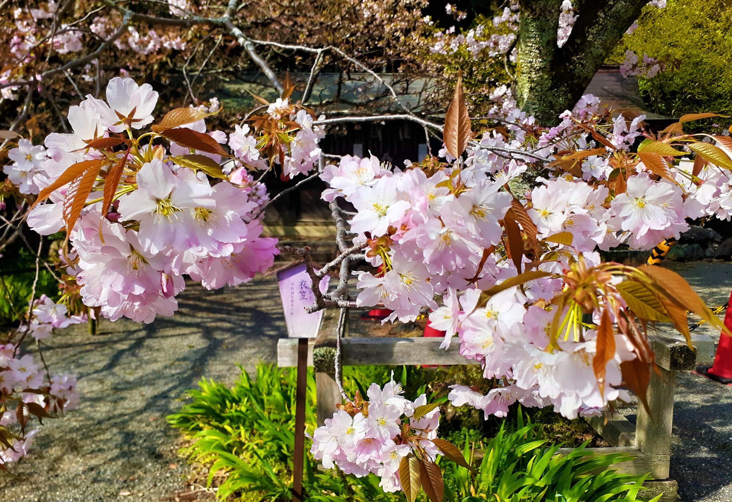 京都　平野神社　桜