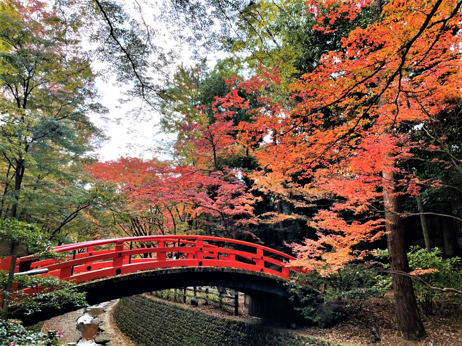 京都　北野天満宮　紅葉