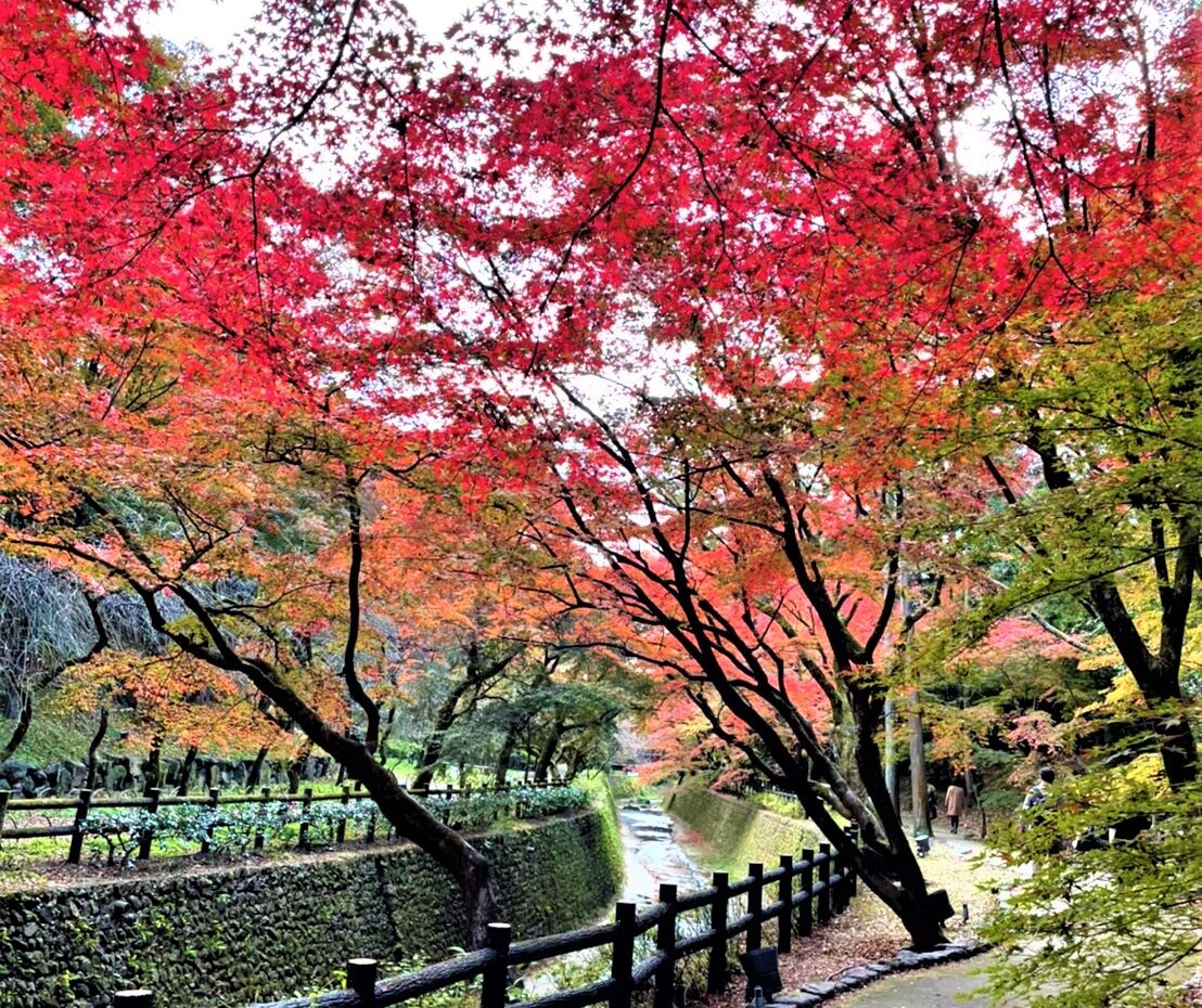 京都　北野天満宮　紅葉